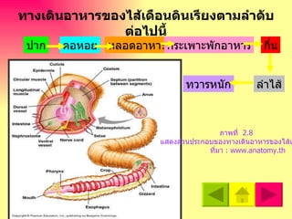ทางเดินอาหารของไส้เดือนดินเรียงตามลำดับต่อไปนี้ ปาก คอหอย หลอดอาหาร กระเพาะพักอาหาร กึ๋น ลำไส้ ทวารหนัก ภาพที่  2.8 แสดงส่วนประกอบของทางเดินอาหารของไส้เดือนดิน ที่มา  : www.anatomy.th 