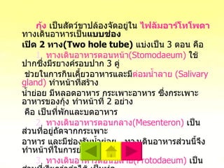 กุ้ง   เป็นสัตว์ขาปล้องจัดอยู่ใน   ไฟลัมอาร์โทโพดา   ทางเดินอาหารเป็น แบบช่อง เปิด  2  ทาง (Two hole tube)   แบ่งเป็น  3  ตอน คือ 1.  ทางเดินอาหารตอนหน้า (Stomodaeum)   ใช้ปากซึ่งมีรยางค์รอบปาก  3  คู่   ช่วยในการกินเคี้ยวอาหารและมี ต่อมน้ำลาย  (Salivary gland)   ทำหน้าที่สร้าง น้ำย่อย มีหลอดอาหาร กระเพาะอาหาร ซึ่งกระเพาะอาหารของกุ้ง ทำหน้าที่  2  อย่าง   คือ เป็นที่พักและบดอาหาร 2.  ทางเดินอาหารตอนกลาง ( Mesenteron )   เป็นส่วนที่อยู่ถัดจากกระเพาะ อาหาร และมีช่องรับน้ำย่อย  ทางเดินอาหารส่วนนี้จึงทำหน้าที่ในการย่อยอาหาร 3.  ทางเดินอาหารตอนปลาย (Protodaeum)   เป็นส่วนที่เรียกว่าลำไส้ เป็นท่อ เล็ก ๆ พาดไปทางด้านหลังของลำตัว และไปเปิดออกที่ส่วนท้ายของส่วนท้อง เรียกว่า ทวารหนัก  