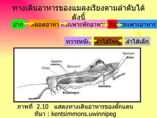 ทางเดินอาหารของแมลงเรียงตามลำดับได้ดังนี้ ปาก หลอดอาหาร กระเพาะพักอาหาร กึ๋น ลำไส้เล็ก ทวารหนัก กระเพาะอาหาร ลำไส้ใหญ่ ภาพที่  2.10  แสดงทางเดินอาหารของตั๊กแตน ที่มา  : kentsimmons.uwinnipeg 