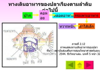 ทางเดินอาหารของปลาเรียงตามลำดับต่อไปนี้ ปาก หลอดอาหาร ลำไส้เล็ก ทวารหนัก คอหอย  กระเพาะอาหาร  ภาพที่  2.12  ภาพแสดงทางเดินอาหารของปลา  ที่มา  :  สถาบันส่งเสริมการสอนวิทยาศาสตร์และเทคโนโลยี . 2544.  ชีววิทยาเล่ม .  บทที่  5  หน้า  32 