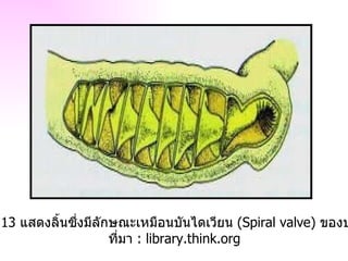 ภาพที่  2.13  แสดงลิ้นซึ่งมีลักษณะเหมือนบันไดเวียน  ( Spiral valve )  ของปลาฉลาม ที่มา  : library.think.org 