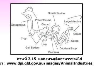 ภาพที่  2.15  แสดงทางเดินอาหารของไก่ ที่มา  : www.dpi.qld.gov.au/images/AnimalIndustries_Po... 
