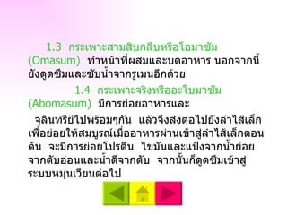 1 . 3  กระเพาะสามสิบกลีบหรือโอมาซัม  ( Omasum )   ทำหน้าที่ผสมและบดอาหาร นอกจากนี้ยังดูดซึมและซับน้ำจากรูเมนอีกด้วย 1.4  กระเพาะจริงหรืออะโบมาซัม  ( Abomasum )   มีการย่อยอาหารและ จุลินทรีย์ไปพร้อมๆกัน  แล้วจึงส่งต่อไปยังลำไส้เล็กเพื่อย่อยให้สมบูรณ์เมื่ออาหารผ่านเข้าสู่ลำไส้เล็กตอนต้น  จะมีการย่อยโปรตีน  ไขมันและแป้งจากน้ำย่อยจากตับอ่อนและน้ำดีจากตับ  จากนั้นก็ดูดซึมเข้าสู่ระบบหมุนเวียนต่อไป 