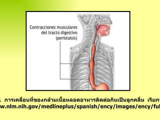 ภาพที่   3 . 1  การเคลื่อนที่ของกล้ามเนื้อหลอดอาหารติดต่อกันเป็นลูกคลื่น  เรียกว่าเพอริสทัลซีส ที่มา  :  www.nlm.nih.gov/medlineplus/spanish/ency/images/ency/fullsize/9736.jpg 