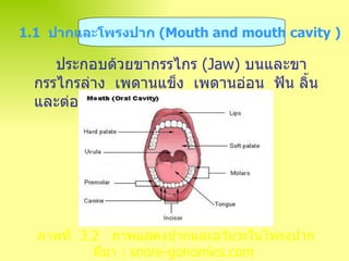 ประกอบด้วยขากรรไกร  ( Jaw )  บนและขากรรไกรล่าง  เพดานแข็ง  เพดานอ่อน  ฟัน ลิ้น และต่อมน้ำลาย   1.1  ปากและโพรงปาก  ( Mouth and mouth cavity  )   ภาพที่   3 . 2  ภาพแสดงปากและอวัยวะในโพรงปาก ที่มา  : snore-gonomics.com 