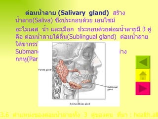 ต่อมน้ำลาย  ( Salivary  gland )   สร้างน้ำลาย ( Saliva )  ซึ่งประกอบด้วย เอนไซม์ อะไมเลส  น้ำ และเมือก  ประกอบด้วยต่อมน้ำลายมี  3  คู่  คือ ต่อมน้ำลายใต้ลิ้น ( Sublingual gland )  ต่อมน้ำลายใต้ขากรรไกร ( Submaxillary gland   หรือ  Submandibular gland )  และต่อมน้ำลายข้างกกหู ( Parotid gland )  ดังแผนภาพ  ภาพที่   3 . 6  ตำแหน่งของต่อมน้ำลายทั้ง  3  คู่ของคน   ที่มา  : health.allrefer.com   