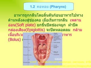 อาหารถูกกลืนโดยลิ้นดันก้อนอาหารไปทางด้านหลังลงสู่ช่องคอ เมื่อเริ่มการกลืน   เพดานอ่อน ( Soft plate )   ยกขึ้นปิดช่องจมูก  ฝาปิด กล่องเสียง ( Epiglottis )   จะปิดหลอดลม   กล้ามเนื้อบริเวณคอหอย หดตัวดันก้อนอาหาร  ( Bolus )   เคลื่อนเข้าสู่หลอดอาหาร   1.2  คอหอย  ( Pharynx )   ภาพที่  3 . 7  แสดงโครงสร้างของคอหอย  เพดานอ่อน  ฝาปิดกล่องเสียง   ที่มา  : www.oncologychannel.com/onc/Images/pharynx.gif   