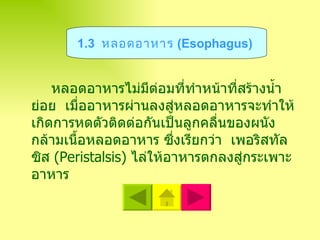 หลอดอาหารไม่มีต่อมที่ทำหน้าที่สร้างน้ำย่อย  เมื่ออาหารผ่านลงสู่หลอดอาหารจะทำให้เกิดการหดตัวติดต่อกันเป็นลูกคลื่นของผนังกล้ามเนื้อหลอดอาหาร ซึ่งเรียกว่า  เพอริสทัลซิส  ( Peristalsis )  ไล่ให้อาหารตกลงสู่กระเพาะอาหาร   1.3  หลอดอาหาร  ( Esophagus )   