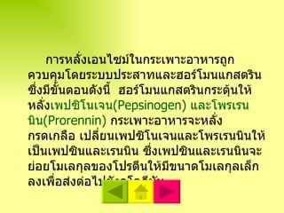 การหลั่งเอนไซม์ในกระเพาะอาหารถูกควบคุมโดยระบบประสาทและฮอร์โมนแกสตริน  ซึ่งมีขั้นตอนดังนี้  ฮอร์โมนแกสตรินกระตุ้นให้หลั่ง เพปซิโนเจน ( Pepsinogen )  และโพรเรนนิน ( Prorennin )   กระเพาะอาหารจะหลั่งกรดเกลือ เปลี่ยนเพปซิโนเจนและโพรเรนนินให้เป็นเพปซินและเรนนิน ซึ่งเพปซินและเรนนินจะย่อยโมเลกุลของโปรตีนให้มีขนาดโมเลกุลเล็กลงเพื่อส่งต่อไปยังดูโอดีนัม  