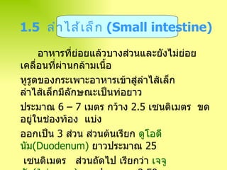   อาหารที่ย่อยแล้วบางส่วนและยังไม่ย่อยเคลื่อนที่ผ่านกล้ามเนื้อ หูรูดของกระเพาะอาหารเข้าสู่ลำไส้เล็ก  ลำไส้เล็กมีลักษณะเป็นท่อยาว ประมาณ  6 – 7   เมตร กว้าง  2 . 5  เซนติเมตร  ขดอยู่ในช่องท้อง  แบ่ง ออกเป็น  3  ส่วน ส่วนต้นเรียก  ดูโอดีนัม ( Duodenum )   ยาวประมาณ  25   เซนติเมตร  ส่วนถัดไป เรียกว่า  เจจูนัม ( Jejunum )   ยาวประมาณ  2 . 50   เมตร  ส่วนท้ายเรียก  ไอเลียม ( Ileum )   ยาวประมาณ  4   เมตร 1.5  ลำไส้เล็ก  ( Small intestine )   