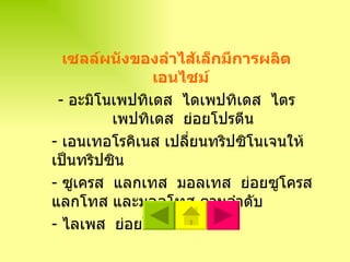 เซลล์ผนังของลำไส้เล็กมีการผลิตเอนไซม์   -  อะมิโนเพปทิเดส  ไดเพปทิเดส  ไตรเพปทิเดส  ย่อยโปรตีน -  เอนเทอโรคิเนส เปลี่ยนทริปซิโนเจนให้เป็นทริปซิน -  ซูเครส  แลกเทส  มอลเทส  ย่อยซูโครส แลกโทส และมอลโทส ตามลำดับ -  ไลเพส  ย่อยไขมัน 