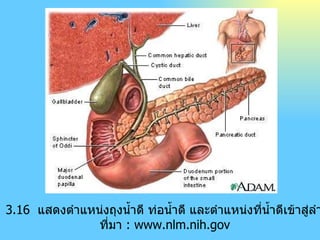 ภาพที่  3 . 16  แสดงตำแหน่งถุงน้ำดี ท่อน้ำดี และตำแหน่งที่น้ำดีเข้าสู่ลำไส้เล็ก ที่มา  : www.nlm.nih.gov 