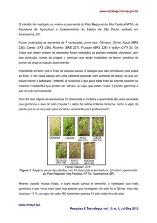 www.aptaregional.sp.gov.br

O trabalho foi realizado no viveiro experimental do Polo Regional da Alta Paulista/APTA, da
Secretaria de Agricultura e Abastecimento do Estado de São Paulo, sediado em
Adamantina, SP.
Foram analisadas as sementes de 7 variedades comerciais: Okinawa, Olivier, Apodi (BRS
235), Cereja (BRS 236), Roxinha (BRS 237), Frutacor (BRS 238) e Waldy CATI 30. Os
frutos que deram origem às sementes foram coletados de plantas matrizes vigorosas, com
boa produção, isenta de pragas e doenças que estão instaladas no banco genético do
pomar da própria estação experimental.
Importante lembrar que o fruto da acerola possui 3 caroços que são envolvidos pela polpa
do fruto. E em cada caroço tem uma semente parecida com semente da maçã, só que um
pouco menor e achatada. Portanto, o raciocínio é que para cada fruto de acerola existem no
máximo 3 sementes que podem ser viáveis, ou seja, que estão “vivas” e podem germinar e
sair do solo normalmente.
Com 45 dias depois da semeadura foi observada e contada a quantidade de cada variedade
que germinou e saiu do solo (Figura 1), além de outros critérios técnicos, como o vigor da
planta que é um requisito para escolher variedades para porta-enxerto.

Fonte: Nasser, 2011
Figura 1. Aspecto visual das plantas com 45 dias após a semeadura. (Viveiro Experimental
do Polo Regional Alta Paulista /APTA, Adamantina-SP)
Mesmo usando muitos frutos, e claro muito caroço e semente, a variedade que mais
germinou e que tinha mais vigor nas plantas que emergiram do solo foi a Olivier, mas não
alcançou 15 %, ou seja, de cada 100 sementes apenas 15 são vistas fora do solo.

ISSN 2316-5146
Pesquisa & Tecnologia, vol. 10, n. 1, Jul-Dez 2013

 