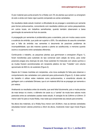 www.aptaregional.sp.gov.br

O pior material para porta-enxerto foi a Waldy com 3% de plantas que saíram ou emergiram
do solo e ainda com baixo vigor quando comparado as outras variedades.
Os resultados deste estudo mostram a dificuldade de se propagar a aceroleira por semente
para formar porta-enxertos, concordando com resultados obtidos por outros pesquisadores,
em outros locais, em trabalhos semelhantes, quando também observaram a baixa
germinação da semente de fruto de acerola.
A propagação por sementes é problemática para a aceroleira, pois em muitos casos ocorre
a ausência de embrião, que pode ser superior a 50%. Os estudiosos do assunto comentam
que a falta de embrião nas sementes é decorrente de possíveis problemas de
incompatibilidade, que são maiores quando a planta se autofecunda, e menores quando
ocorre o cruzamento entre variedades diferentes.
Continuando o trabalho, as pequenas plantas que germinaram e emergiram (Figura 1),
foram transferidas para substrato do tipo comercial (sem adição de terra), para evitar
possíveis pragas e/ou doenças de solo. Esse substrato foi misturado com adubo químico e
as mudas ficaram acondicionadas em recipiente plástico do tipo “Tubetão” com volume
aproximado de 600 mL do substrato (Figura 2).
Depois de 3 meses mantidas em recipientes, uma nova avaliação foi feita para observar o
comportamento das variedades com potencial para porta-enxerto (Figura 2). A ideia central
do trabalho é utilizar estes materiais como porta-enxertos, e enxertá-los através de
garfagem com a variedade Okinawa, que é um material difícil de se propagar por semente e
por estaca.
Analisando os resultados antes da enxertia, que será feita futuramente, pois a muda precisa
de mais tempo no viveiro, o diâmetro de caule ou a “canela” da muda teve valores muito
parecidos entre as variedades usadas neste estudo. A variação foi de 3,84mm a 4,54mm. O
menor valor foi para a muda Waldy, mas nada que compromete seu estudo para enxertia.
Na altura dos materiais, só a Waldy ficou menor com 20,84cm, mas as demais variedades
estudadas tiveram valores próximos a 30cm de altura, mostrando maior vigor inicial (Figura
2).

ISSN 2316-5146
Pesquisa & Tecnologia, vol. 10, n. 1, Jul-Dez 2013

 