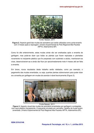 www.aptaregional.sp.gov.br

Fonte: Nasser, 2011
Figura 2. Aspecto geral das mudas de aceroleira que serão utilizadas como porta-enxerto
com 3 meses após a repicagem. (Viveiro Experimental do Polo Regional Alta Paulista
/APTA, Adamantina-SP)
Como foi dito anteriormente, estas mudas ainda vão ser analisadas após a enxertia de
garfagem, mas pode-se dizer que todas as plantas que foram repicadas e plantadas
novamente no recipiente plástico que foi preparado com substrato e adubo, mantiveram-se
vivas, desenvolveram-se e ainda vão ficar por aproximadamente mais 4 meses até ser feita
a enxertia.
Em breve, novos resultados deste trabalho serão relatados, como por exemplo, o
pegamento das mudas enxertadas, ou seja, quantas plantas sobreviveram para poder dizer
se a enxertia por garfagem em mudas de acerola é viável tecnicamente (Figura 3).

Fonte:Nasser, 2011
Figura 3. Aspecto visual das mudas de aceroleira enxertadas por garfagem e protegidas
com saco plástico transparente. À esquerda circulado em vermelho, detalhe da muda recém
enxertada. (Viveiro Experimental do Polo Regional Alta Paulista /APTA, Adamantina-SP).

ISSN 2316-5146
Pesquisa & Tecnologia, vol. 10, n. 1, Jul-Dez 2013

 