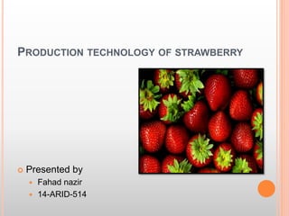 PRODUCTION TECHNOLOGY OF STRAWBERRY
 Presented by
 Fahad nazir
 14-ARID-514
 