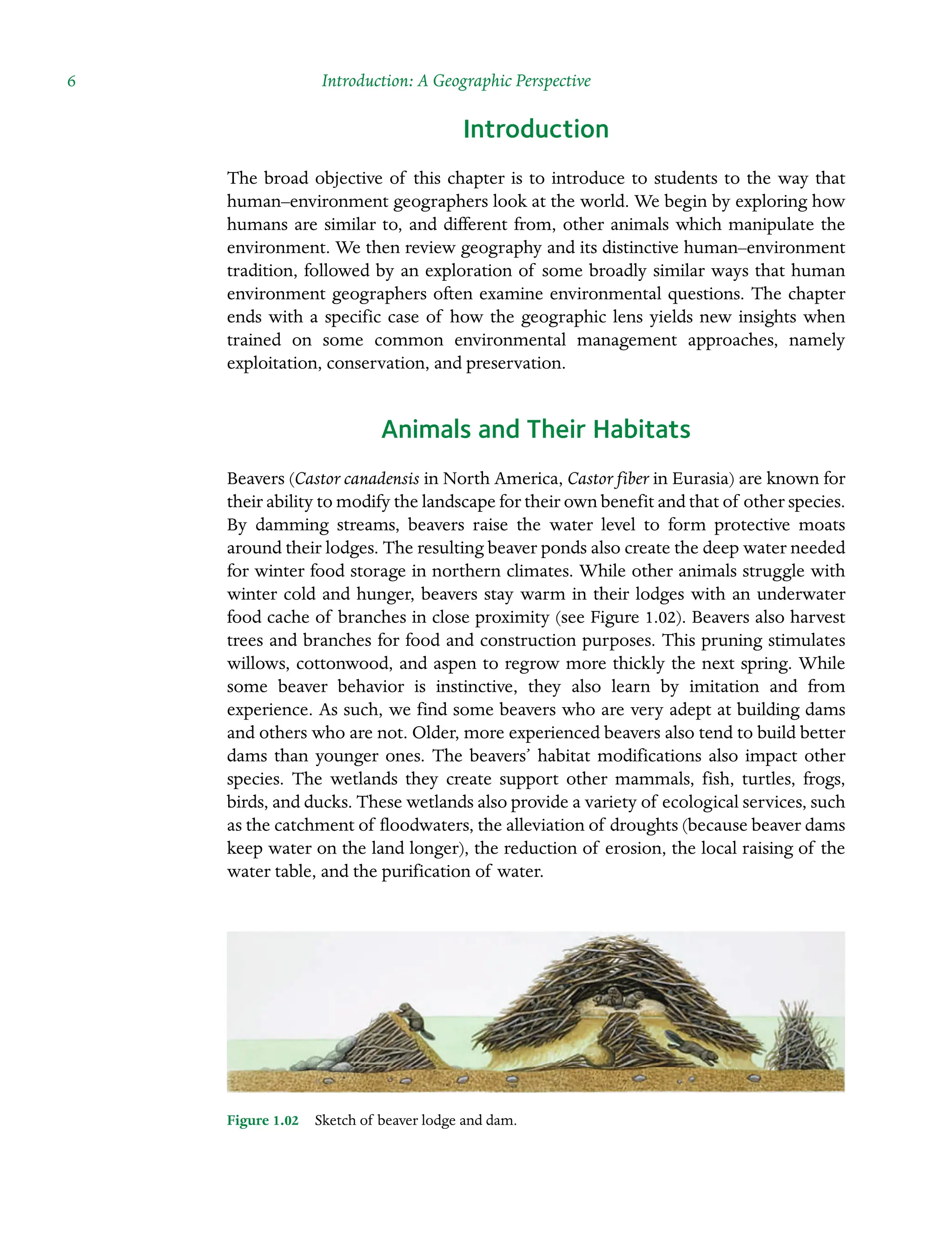 6 Introduction: A Geographic Perspective
Introduction
The broad objective of this chapter is to introduce to students to the way that
human–environment geographers look at the world. We begin by exploring how
humans are similar to, and different from, other animals which manipulate the
environment. We then review geography and its distinctive human–environment
tradition, followed by an exploration of some broadly similar ways that human
environment geographers often examine environmental questions. The chapter
ends with a specific case of how the geographic lens yields new insights when
trained on some common environmental management approaches, namely
exploitation, conservation, and preservation.
Animals and Their Habitats
Beavers (Castor canadensis in North America, Castor fiber in Eurasia) are known for
their ability to modify the landscape for their own benefit and that of other species.
By damming streams, beavers raise the water level to form protective moats
around their lodges. The resulting beaver ponds also create the deep water needed
for winter food storage in northern climates. While other animals struggle with
winter cold and hunger, beavers stay warm in their lodges with an underwater
food cache of branches in close proximity (see Figure 1.02). Beavers also harvest
trees and branches for food and construction purposes. This pruning stimulates
willows, cottonwood, and aspen to regrow more thickly the next spring. While
some beaver behavior is instinctive, they also learn by imitation and from
Â�
experience. As such, we find some beavers who are very adept at building dams
and others who are not. Older, more experienced beavers also tend to build better
dams than younger ones. The beavers’ habitat modifications also impact other
species. The wetlands they create support other mammals, fish, turtles, frogs,
birds, and ducks. These wetlands also provide a variety of ecological services, such
as the catchment of floodwaters, the alleviation of droughts (because beaver dams
keep water on the land longer), the reduction of erosion, the local raising of the
water table, and the purification of water.
Figure 1.02â•… Sketch of beaver lodge and dam.
 