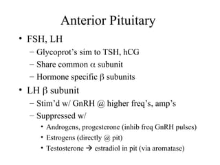 Reproductive hormones, male reproductive endocrinology | PPT