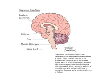 Cerebellum- It controls posture, balance and coordination. It also has to do with storing some types of memory.  This is extremely important to the development of a person as well as with language.  Reading takes a lot of coordination as does language. It takes time to be able to read and speak while doing other things as well. Memory is crucial to reading. It is essential to know what you have read in order to comprehend the story as well as to understand the rest of the book. 