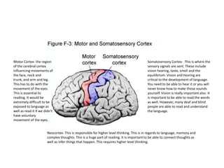 Motor Cortex- the region of the cerebral cortex influencing movements of the face, neck and trunk, and arm and leg. This has to do with the movement of the eyes. This is essential to reading. It would be extremely difficult to be exposed to language as well as read it if we didn’t have voluntary movement of the eyes. Somatosensory Cortex-  This is where the sensory signals are sent. These include vision hearing, taste, smell and the equilibrium. Vision and hearing are critical to the development of language. You need to be able to hear it or you will never know how to make those sounds yourself. Vision is really important also. It is important to be able to read the words as well. However, many deaf and blind people are able to read and understand the language.  Neocortex- This is responsible for higher level thinking. This is in regards to language, memory and complex thoughts. This is a huge part of reading. It is important to be able to connect thoughts as well as infer things that happen. This requires higher level thinking. 