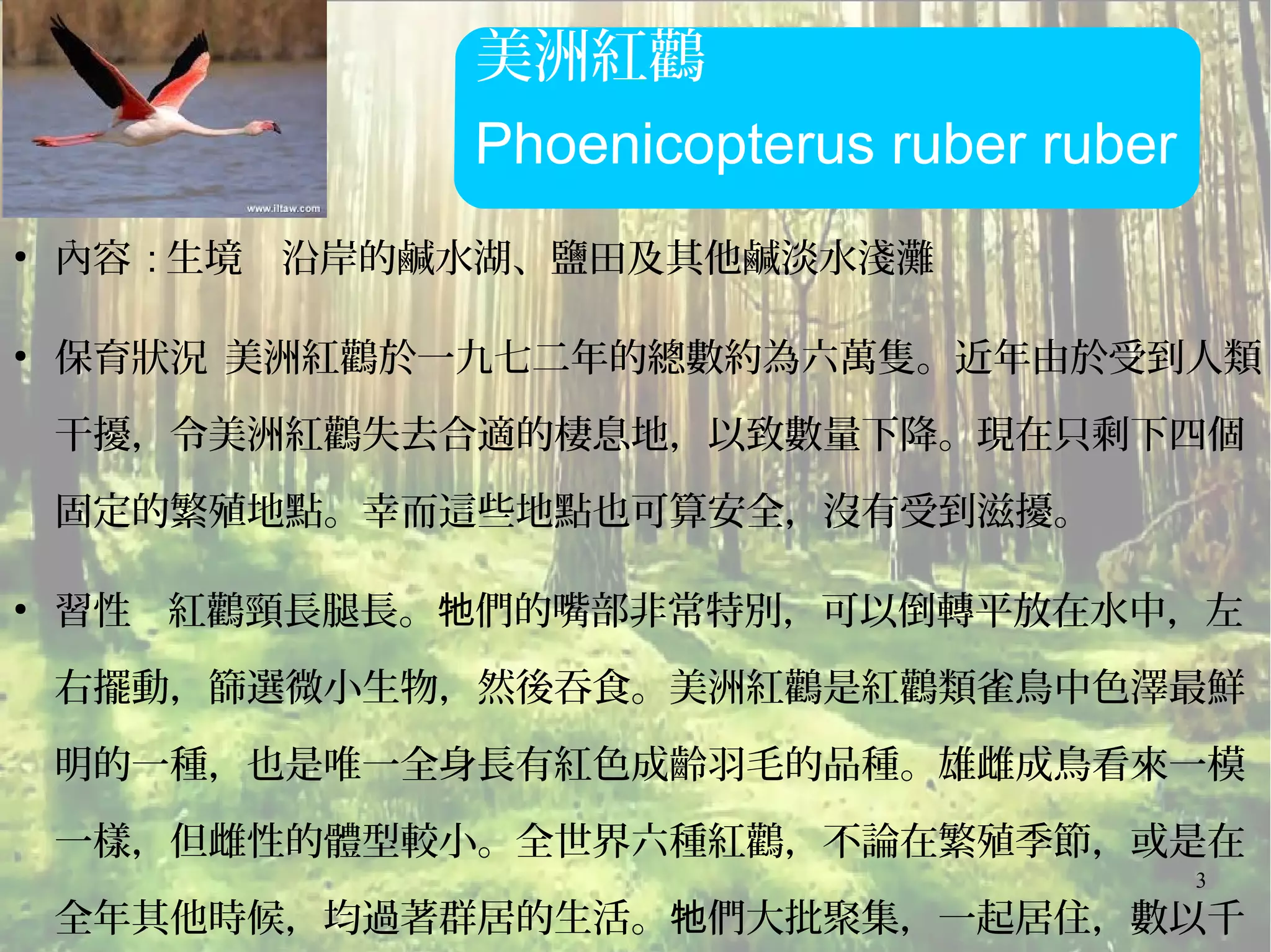 3
●
內容 : 生境 沿岸的鹹水湖、鹽田及其他鹹淡水淺灘
●
保育狀況 美洲紅鸛於一九七二年的總數約為六萬隻。近年由於受到人類
干擾，令美洲紅鸛失去合適的棲息地，以致數量下降。現在只剩下四個
固定的繁殖地點。幸而這些地點也可算安全，沒有受到滋擾。
●
習性 紅鸛頸長腿長。 們的嘴部非常特別，可以倒轉平放在水中，左牠
右擺動，篩選微小生物，然後吞食。美洲紅鸛是紅鸛類雀鳥中色澤最鮮
明的一種，也是唯一全身長有紅色成齡羽毛的品種。雄雌成鳥看來一模
一樣，但雌性的體型較小。全世界六種紅鸛，不論在繁殖季節，或是在
全年其他時候，均過著群居的生活。 們大批聚集，一起居住，數以千牠
 