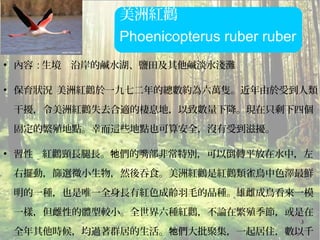 3
●
內容 : 生境 沿岸的鹹水湖、鹽田及其他鹹淡水淺灘
●
保育狀況 美洲紅鸛於一九七二年的總數約為六萬隻。近年由於受到人類
干擾，令美洲紅鸛失去合適的棲息地，以致數量下降。現在只剩下四個
固定的繁殖地點。幸而這些地點也可算安全，沒有受到滋擾。
●
習性 紅鸛頸長腿長。 們的嘴部非常特別，可以倒轉平放在水中，左牠
右擺動，篩選微小生物，然後吞食。美洲紅鸛是紅鸛類雀鳥中色澤最鮮
明的一種，也是唯一全身長有紅色成齡羽毛的品種。雄雌成鳥看來一模
一樣，但雌性的體型較小。全世界六種紅鸛，不論在繁殖季節，或是在
全年其他時候，均過著群居的生活。 們大批聚集，一起居住，數以千牠
 