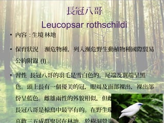 4
長冠八哥
Leucopsar rothschildi
●
內容 : 生境 林地
●
保育狀況 瀕危物種，列入瀕危野生動植物種國際貿易
公約附錄 (I) 。
●
習性 長冠八哥的羽毛是雪白色的，尾端及翼端呈黑
色。頭上長有一個優美的冠，眼周及面部裸出，裸出部
份呈藍色。雌雄兩性的外貌相似，但雌鳥的體型略小。
長冠八哥是椋鳥中最罕有的。在野生環境下，長冠八哥
 