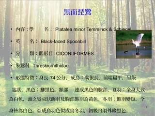 5
黑面琵鷺
●
內容 : 學 名： Platalea minor Temminck & Schlegel
●
英　　名： Black-faced Spoonbill
●
分　　類：鸛形目 CICONIIFORMES
●
朱鷺科 Threskiornithidae
●
形態特徵：身長 74 公分，成鳥：嘴很長，前端扁平，呈飯
匙狀，黑色； 黑色。額部 連成黑色的臉部，夏羽：全身大致腳
為白色，頭之髮束狀飾羽及胸部飾羽為黃色。冬羽：飾羽變短，全
身皆為白色。亞成鳥羽色似成鳥冬羽，初級飛羽外緣黑色。
 