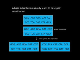 A base substitution usually leads to base pair
substitution
GGG AGT GTA GAT CGT
CCC TCA CAT CTA GCA
CCC TCA CAT CTA GCA
GGG AGT GCA GAT CGT A base substitution
CCC TCA CGT CTA GCA
GGG AGT GCA GAT CGT
GGG AGT GTA GAT CGT
CCC TCA CAT CTA GCA
First cycle of DNA replication
 