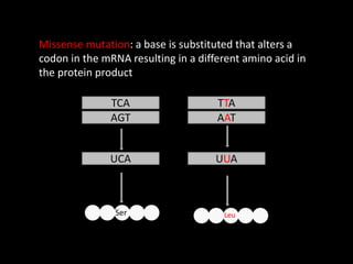Missense mutation: a base is substituted that alters a
codon in the mRNA resulting in a different amino acid in
the protein product
TCA
AGT
UCA
TTA
AAT
UUA
Ser Leu
 