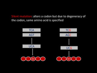 Silent mutation: alters a codon but due to degeneracy of
the codon, same amino acid is specified
TCA
AGT
UCA
TCG
AGC
UCG
Ser Ser
 