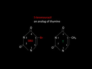 5-bromouracil
an analog of thymine
N
N
1
2
3
6
5
4
O
O
5BU
Br N
N
1
2
3
6
5
4
CH₃
T
O
O
 