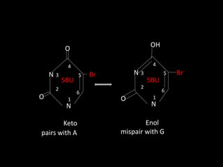 N
N
1
2
3
6
5
4
Br
O
5BU
O
N
N
1
2
3
6
5
4
Br
O
5BU
OH
Keto
pairs with A
Enol
mispair with G
 