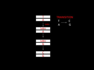 T
A
5dBU
A
5dBU
5dBU
G
C
G
TRANISITION
T C
A G
 
