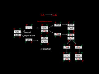 GTC
CAG
Strand
separation
3’
5’ 3’
5’
GTC
3’
5’
CAG
5’
3’
GTC
3’ 5’
CPG
5’ 3’
CAG
5’ 3’
GTC
3’ 5’
GTC
3’ 5’
CPG
5’ 3’
GTC
3’ 5’
CAG
5’ 3’
CPG
5’ 3’
GCC
3’ 5’
CPG
5’ 3’
GCC
3’ 5’
CAG
5’ 3’
GTC
3’ 5’
GCC
3’ 5’
CGG
5’ 3’
replication
Incorporated error
T.A C.G
 