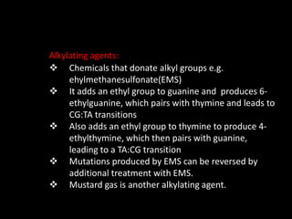 Alkylating agents:
 Chemicals that donate alkyl groups e.g.
ehylmethanesulfonate(EMS)
 It adds an ethyl group to guanine and produces 6-
ethylguanine, which pairs with thymine and leads to
CG:TA transitions
 Also adds an ethyl group to thymine to produce 4-
ethylthymine, which then pairs with guanine,
leading to a TA:CG transition
 Mutations produced by EMS can be reversed by
additional treatment with EMS.
 Mustard gas is another alkylating agent.
 