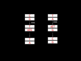 C
G
EMS
6EG
T
T
A
T
A
EMS
G
4ET
C
G
 