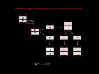 H
T
H
T
H
C
A
T
H C
H
C G
C
A.T G.C
A
T HNO2
5’ 3’
3’ 5’
5’ 3’
3’ 5’
5’ 3’
3’ 5’
5’ 3’
3’ 5’
3’ 5’
5’ 3’
5’ 5’
3’
3’
3’
5’
5’ 3’
3’ 3’
5’
5’
Adenine changes into Hypoxanthin which then pairs with Cytosine
 