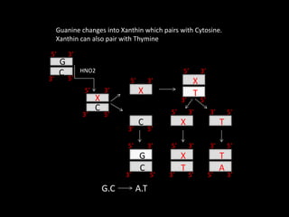 X
C
X
C
X
T
C
G
X T
X
T A
T
A.T
G.C
G
C HNO2
5’ 3’
3’ 5’
5’ 3’
3’ 5’
5’ 3’
3’ 5’
5’ 3’
3’ 5’
3’ 5’
5’ 3’
5’ 5’
3’
3’
3’
5’
5’ 3’
3’ 3’
5’
5’
Guanine changes into Xanthin which pairs with Cytosine.
Xanthin can also pair with Thymine
 