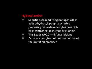 Hydroxl amine
 Specific base modifying mutagen which
adds a hydroxyl group to cytosine
producing hydroxlamine cytosine which
pairs with adenine instead of guanine
 This Leads to C.G T.A tranisitions
 Acts only on cytosine thus can not revert
the mutation produced
 