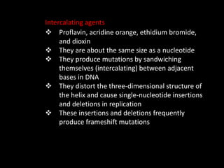 Intercalating agents
 Proflavin, acridine orange, ethidium bromide,
and dioxin
 They are about the same size as a nucleotide
 They produce mutations by sandwiching
themselves (intercalating) between adjacent
bases in DNA
 They distort the three-dimensional structure of
the helix and cause single-nucleotide insertions
and deletions in replication
 These insertions and deletions frequently
produce frameshift mutations
 