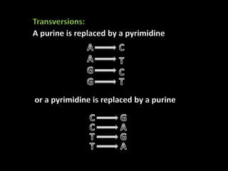 Transversions:
A purine is replaced by a pyrimidine
or a pyrimidine is replaced by a purine
 