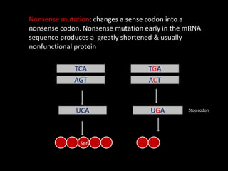 Silent mutation: alters a codon but due to degeneracy of
the codon, same amino acid is specified
TCA
AGT
UCA
TCG
AGC
UCG
S...