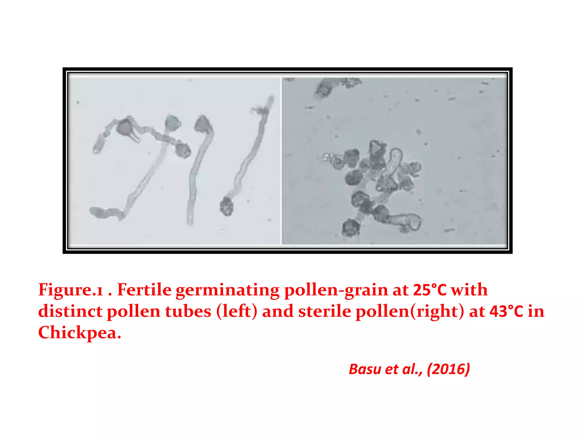 Figure.1 . Fertile germinating pollen-grain at 25°C with
distinct pollen tubes (left) and sterile pollen(right) at 43°C in
Chickpea.
Basu et al., (2016)
 