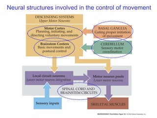 Neural structures involved in the control of movement
 