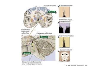 Neural structures involved in the control of movement.ppt