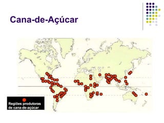 Cana-de-Açúcar
 