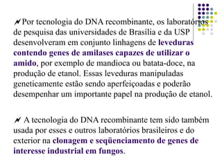 Por tecnologia do DNA recombinante, os laboratórios
de pesquisa das universidades de Brasília e da USP
desenvolveram em conjunto linhagens de leveduras
contendo genes de amilases capazes de utilizar o
amido, por exemplo de mandioca ou batata-doce, na
produção de etanol. Essas leveduras manipuladas
geneticamente estão sendo aperfeiçoadas e poderão
desempenhar um importante papel na produção de etanol.
 A tecnologia do DNA recombinante tem sido também
usada por esses e outros laboratórios brasileiros e do
exterior na clonagem e seqüenciamento de genes de
interesse industrial em fungos.
 