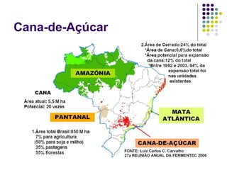 Cana-de-Açúcar
 