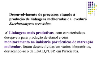 Linhagens mais produtivas, com características
desejáveis para produção de etanol e com
monitoramento na indústria por técnicas de marcação
molecular, foram desenvolvidas em vários laboratórios,
destacando-se o da ESALQ/USP, em Piracicaba.
Desenvolvimento de processos visando à
produção de linhagens melhoradas da levedura
Saccharomyces cerevisiae:
 